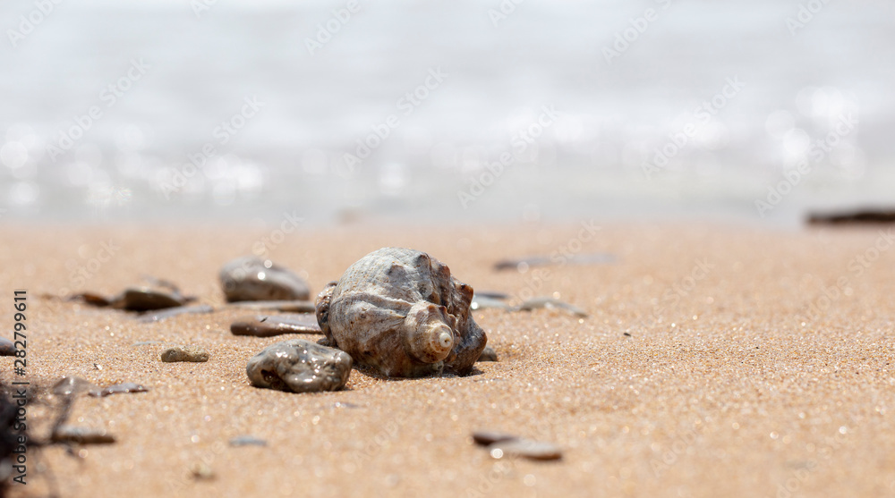 seashell on the sandy beach of the sea