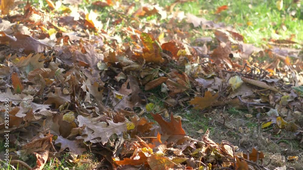 Leaves in a blast of wind made by a leaf blower in 4k slow motion 60fps Leaves in a blast of wind made by a leaf blower in 4k slow motion 60fps