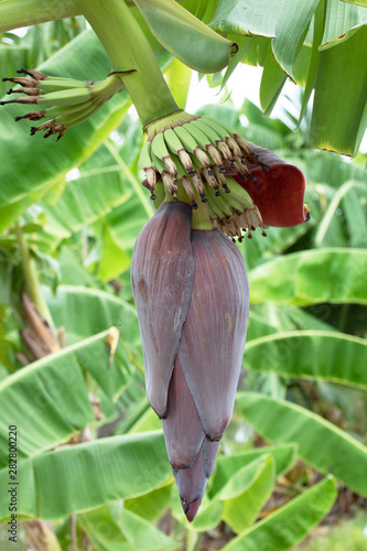 banana flower tree leaf in natural