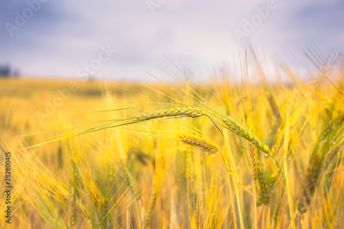 Finnish barley field. Photo from Sotkamo  Finland.