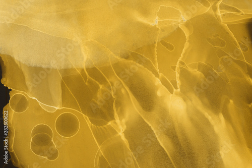 Hand painted gold alcohol ink background. Abstract delicate yellow texture. Contemporary wallpaper. 