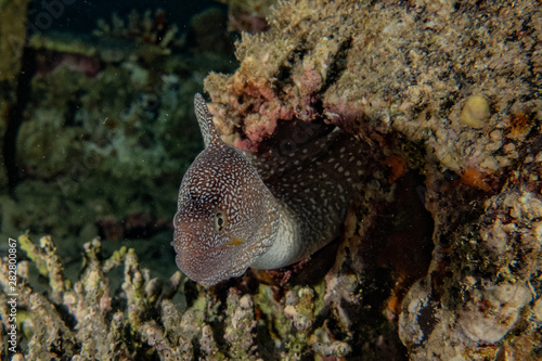 Moray eel Mooray lycodontis undulatus in the Red Sea, eilat israel © yeshaya