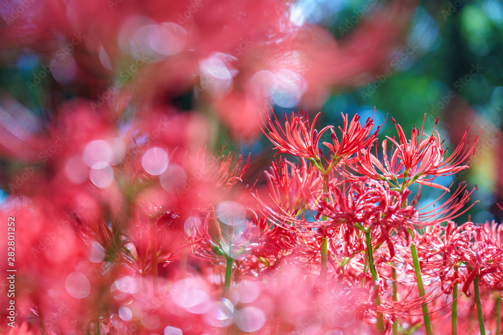 彼岸花 彼岸花