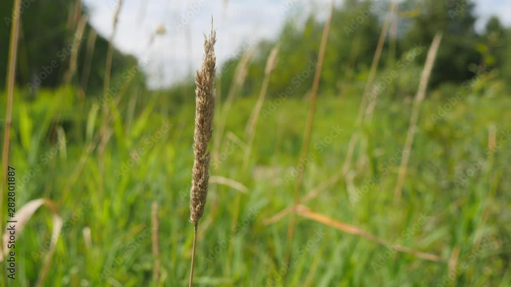Grass Swaying In The Wind In Summer Forest Movement. Grass Swaying In The Wind In Summer Forest Movement.