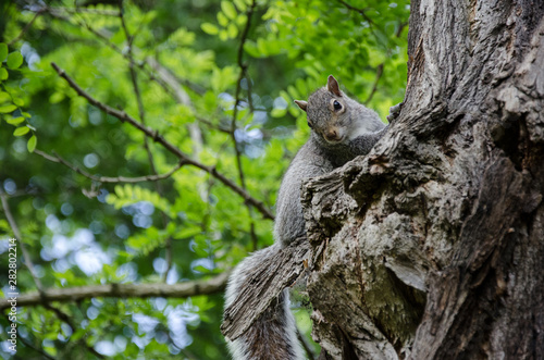 sceptical squirrel © Daniel Beckemeier