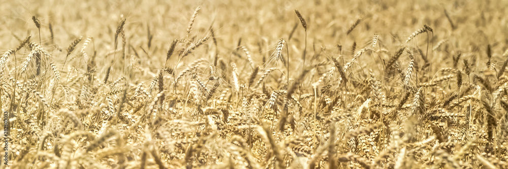 Banner. Golden wheat field and sunny day. Beautiful Nature  Landscape. Rural Scenery under Shining Sunlight. Background of ripening ears of meadow wheat field. Rich harvest Concept