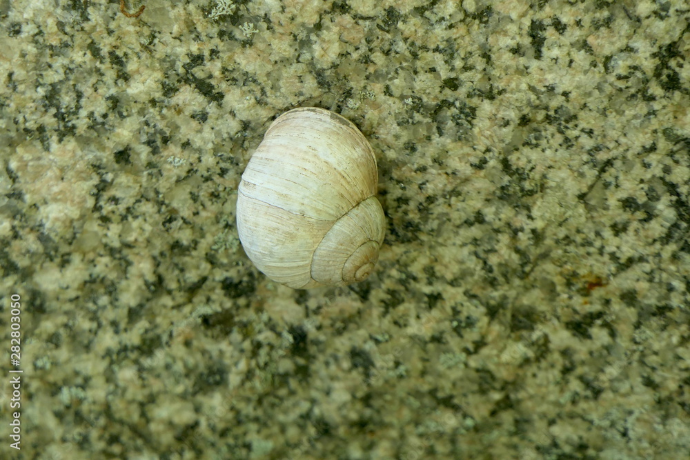 Schnecke mit Schneckenhaus