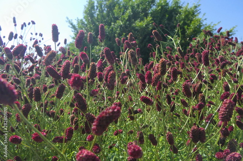 Großer Wiesenknopf photo