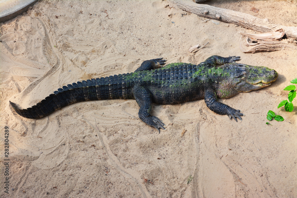 alligator on the sand near a river alligator on the sand near a river
