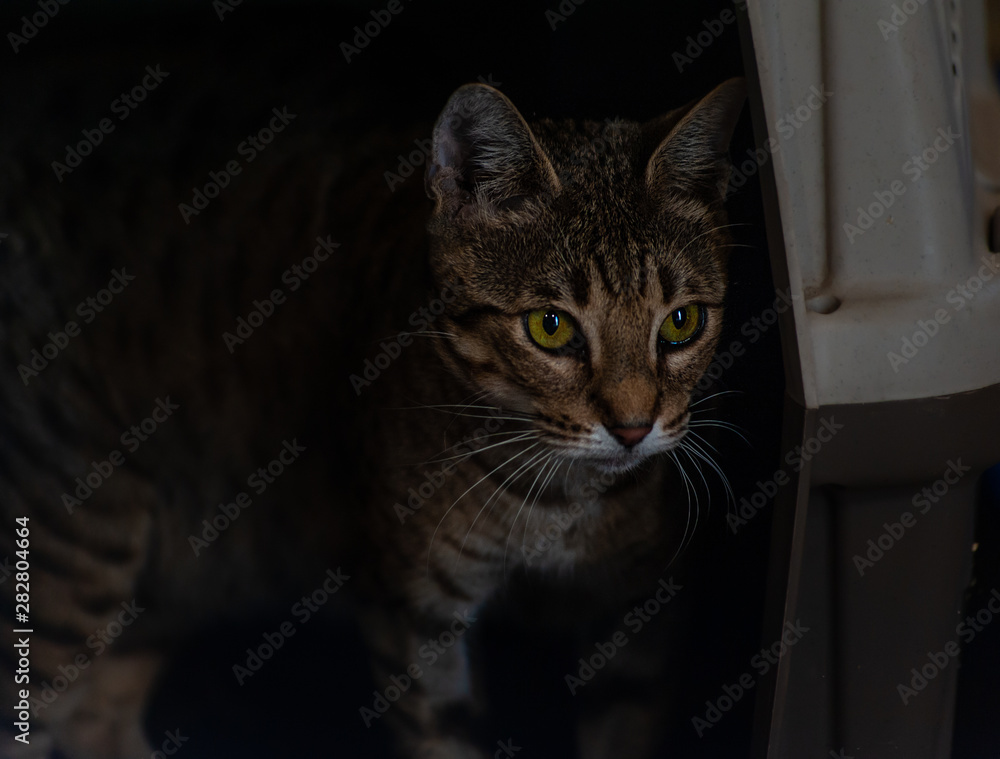 Yellow striped cat with green eyes near pet carrier box, low key image