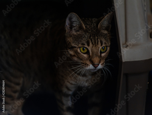 Yellow striped cat with green eyes near pet carrier box  low key image