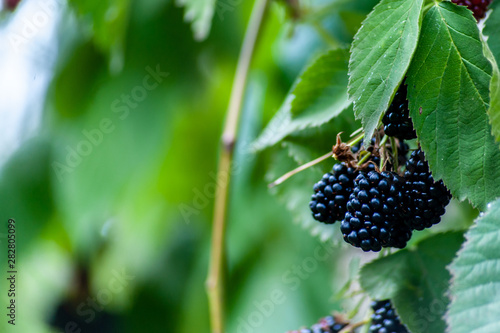 Few blackberries in garden, close up with placeholder