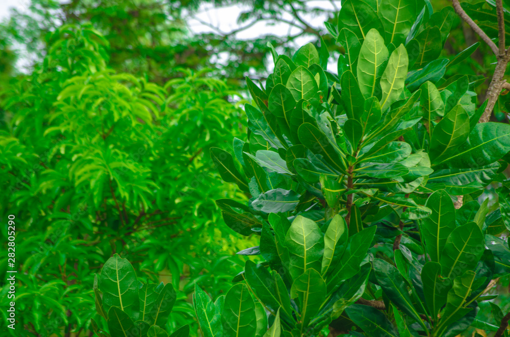 Closeup nature view of green leaf on blurred greenery background in garden with copy space using as background natural green plants landscape, ecology, fresh wallpaper concept Closeup nature view of green leaf on blurred greenery background in garden with copy space using as background natural green plants landscape, ecology, fresh wallpaper concept