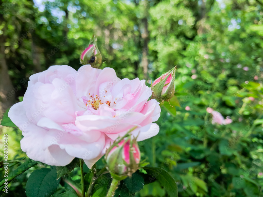 Pink roses in green leaves. Blooming roses in garden. Beautiful pink flowers on blurred background. Copy space Pink roses in green leaves. Blooming roses in garden. Beautiful pink flowers on blurred background. Copy space