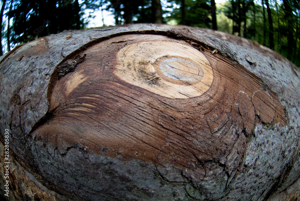 Noeud sur un tronc d'arbre découpé en forêt Noeud sur un tronc d'arbre découpé en forêt