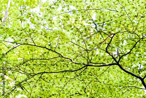 Branchages d'arbres à feuilles vertes dans une forêt au printemps