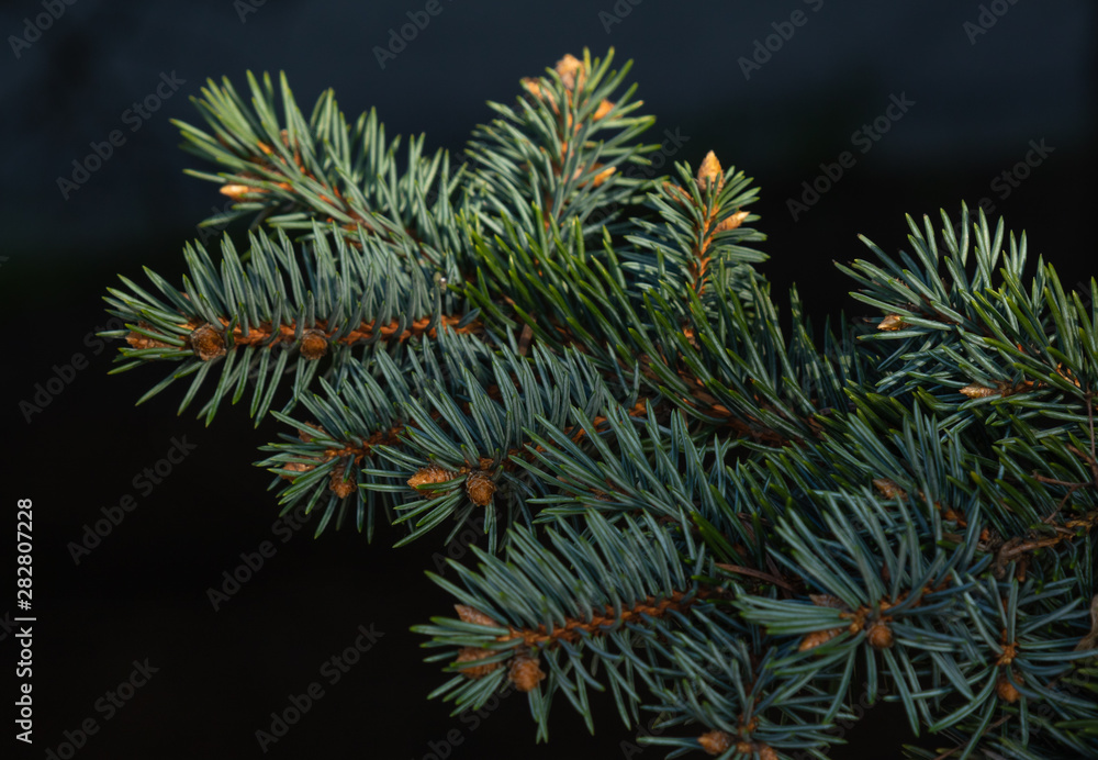 close-up branch of spruce, pine on a dark background, natural background close-up branch of spruce, pine on a dark background, natural background