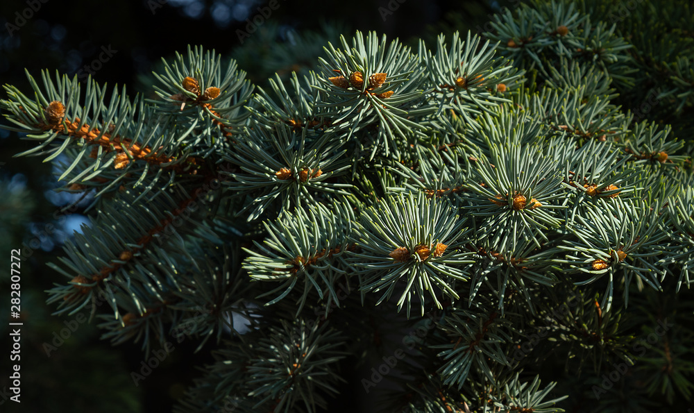 closeup background of branches with needles and cones in the sun closeup background of branches with needles and cones in the sun
