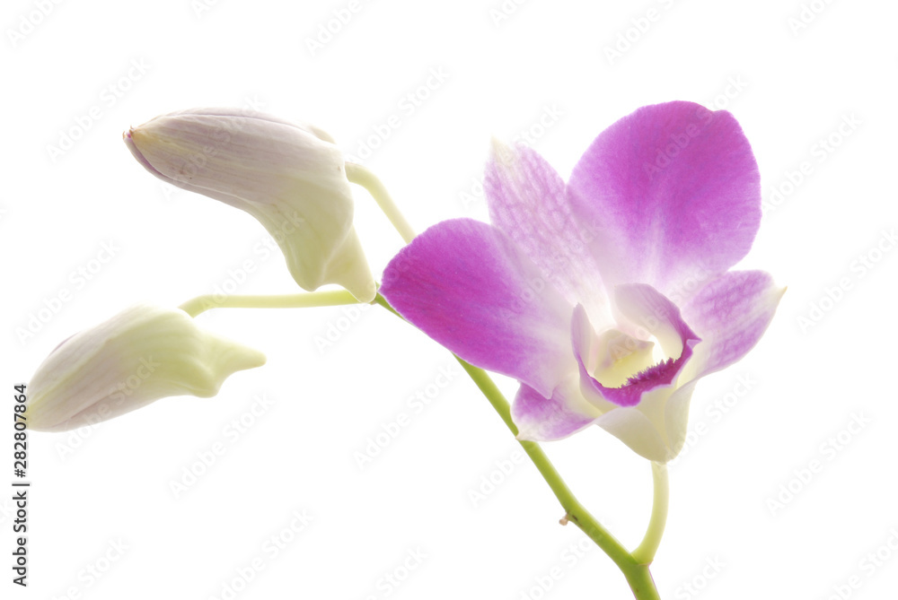Obraz premium Flower