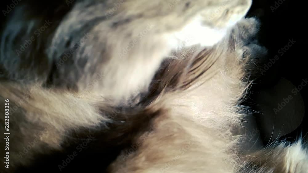 closeup of big gray cat licking fluffy hair with its pink tongue in slow motion closeup of big gray cat licking fluffy hair with its pink tongue in slow motion