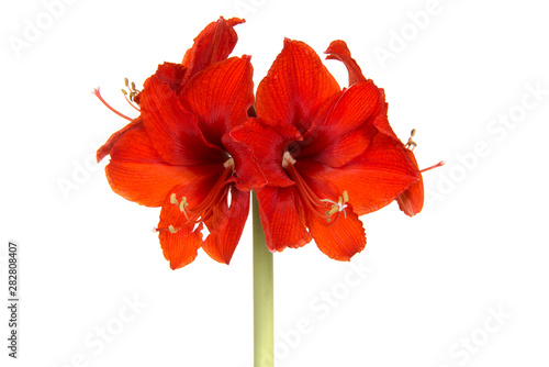 Red amaryllis flower in bloom isolated on a white background