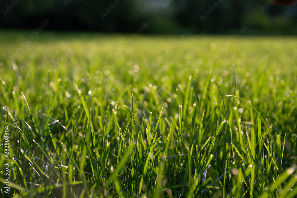 Natural background of blurred bokeh texture, green grass, close up, shallow depth of focus. Fresh beautiful pattern expired by nature, freshness, meadow in the sun at sunset or sunrise Natural background of blurred bokeh texture, green grass, close up, shallow depth of focus. Fresh beautiful pattern expired by nature, freshness, meadow in the sun at sunset or sunrise