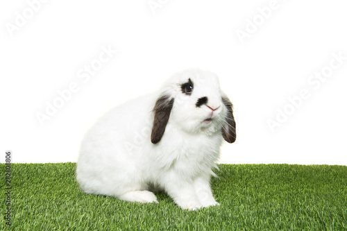 Black and white rabbit seen from the side sitting on grass on a white backgroundg photo