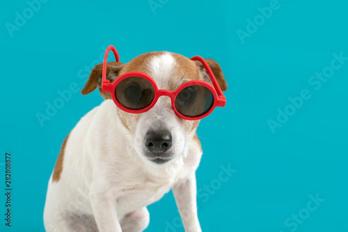 Funny jack russell terrier dog in red sunglasses on a blue background © demphoto