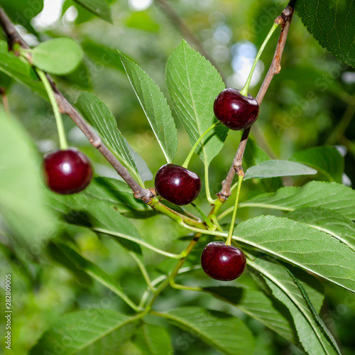 Ripe cherries hanging from a cherry tree branch.