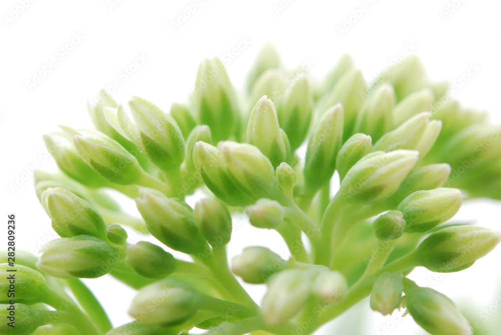 Obraz premium Flower