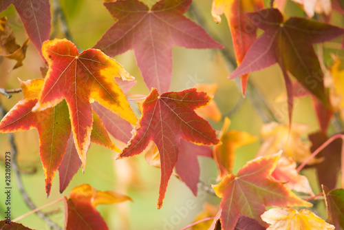 Colorful autumn leaves of a maple tree