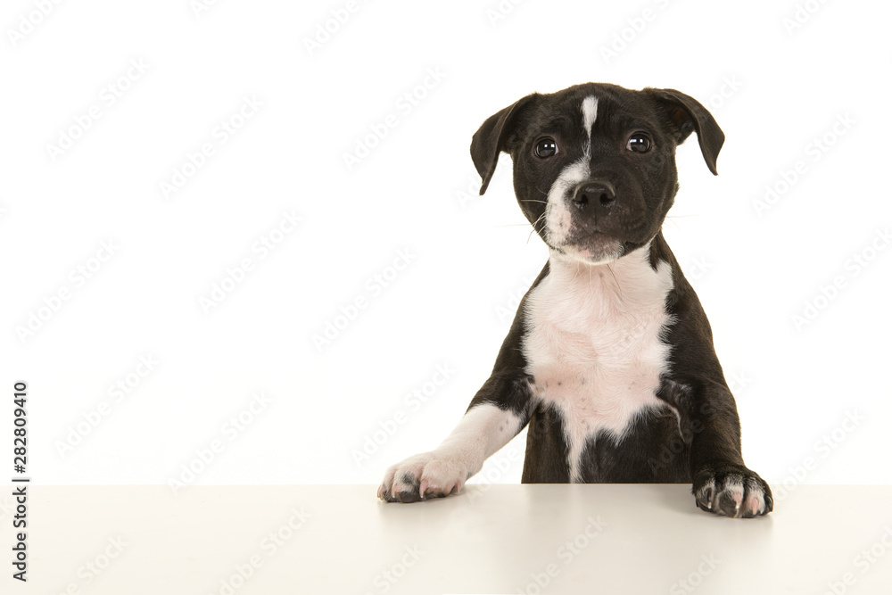 Cute black and white stafford terrier puppy looking up standig on a white background