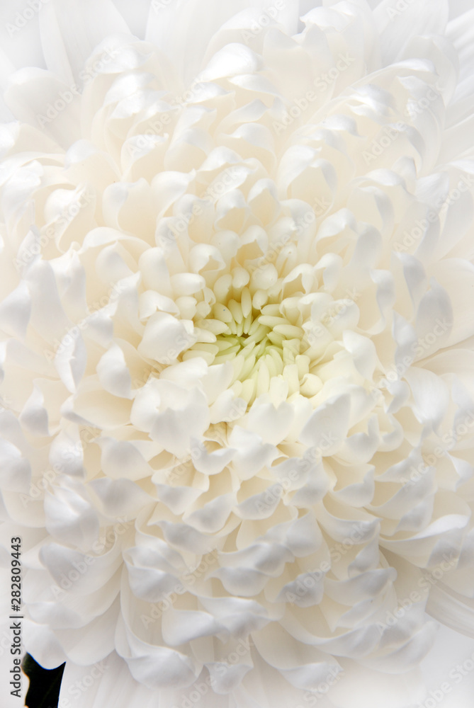 Flower Flower