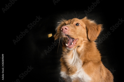 Portrait of a Nova Scotia Duck Tolling Retriever catching a candy with mouth wide open on a black background