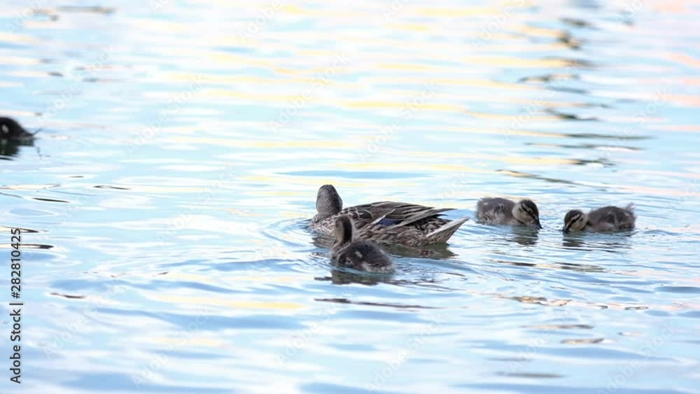 Slow motion of duck on the blue water on the lake