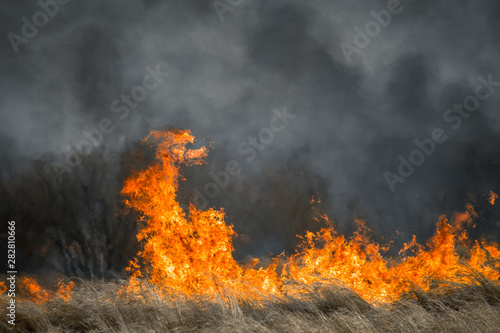 Fotografie Fire in forest burning orange and red with heavy black smoke