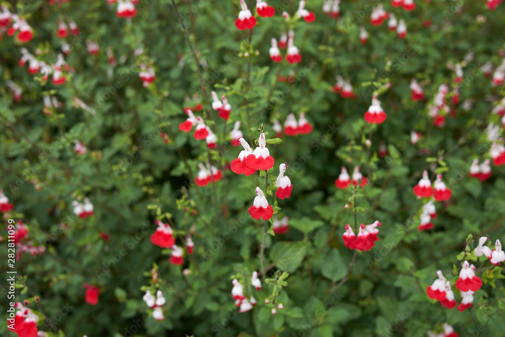 Salvia coccinea 