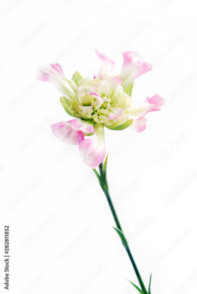 Flower Flower