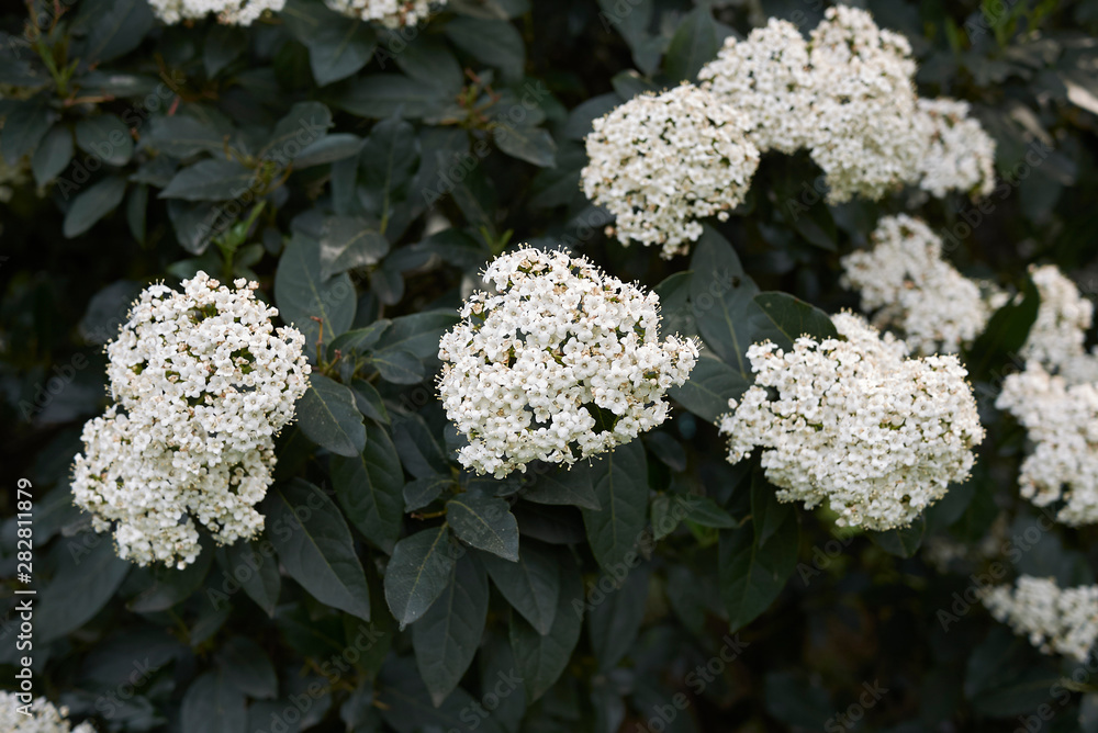 Viburnum tinus Viburnum tinus