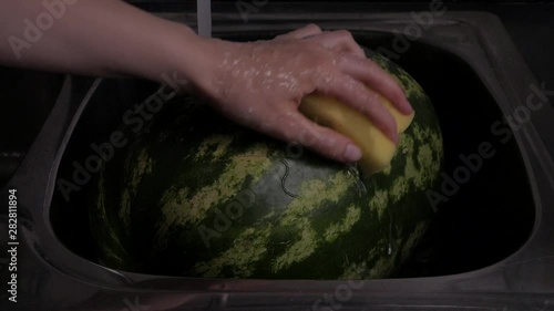 Female hand washing big green striped watermelon with sponge in kitchen sink
