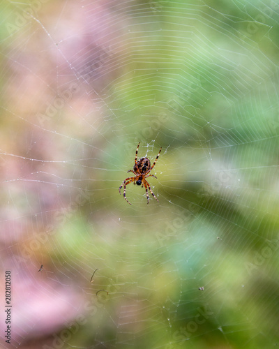 Spider in the web macro photo. Shallow depth of field.
