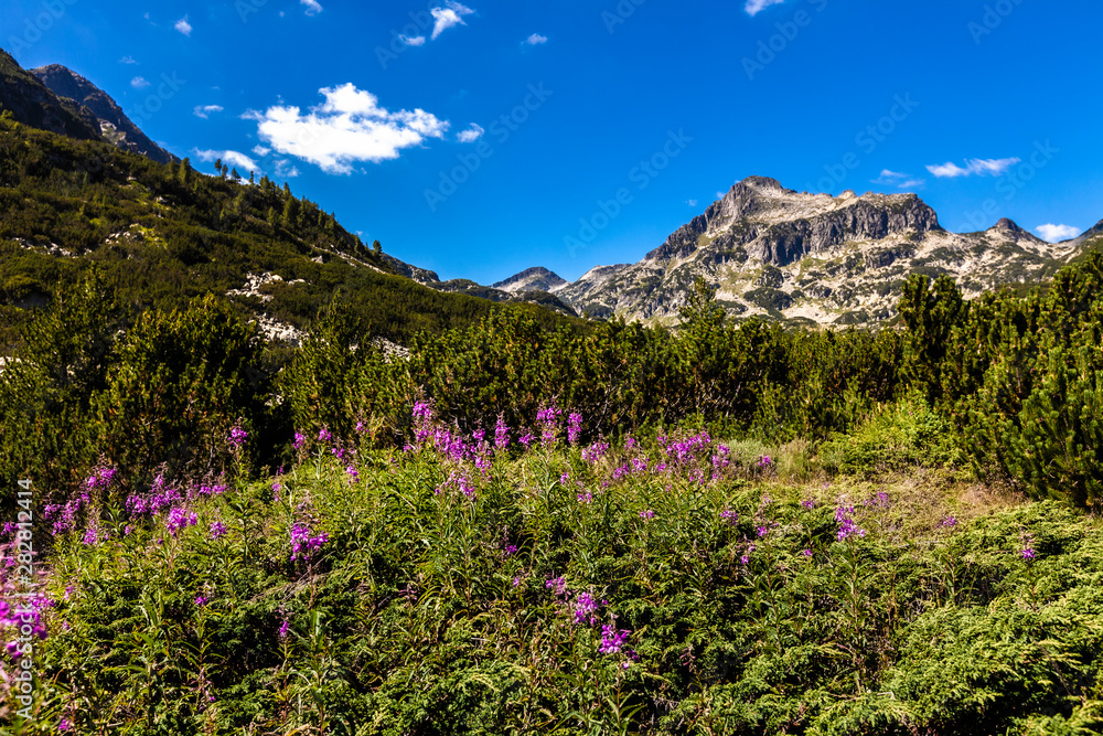 Obraz premium Pirin Mountains