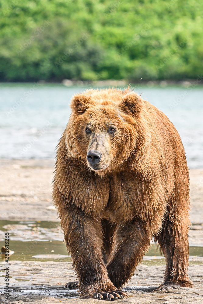 Ruling the landscape, brown bears of Kamchatka (Ursus arctos beringianus) Ruling the landscape, brown bears of Kamchatka (Ursus arctos beringianus)