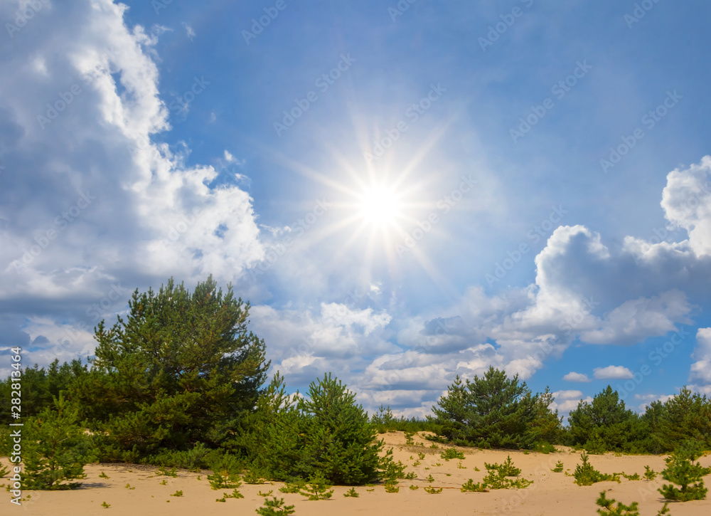 Obraz premium pine tree forest on a sand under a sparkle summer sun
