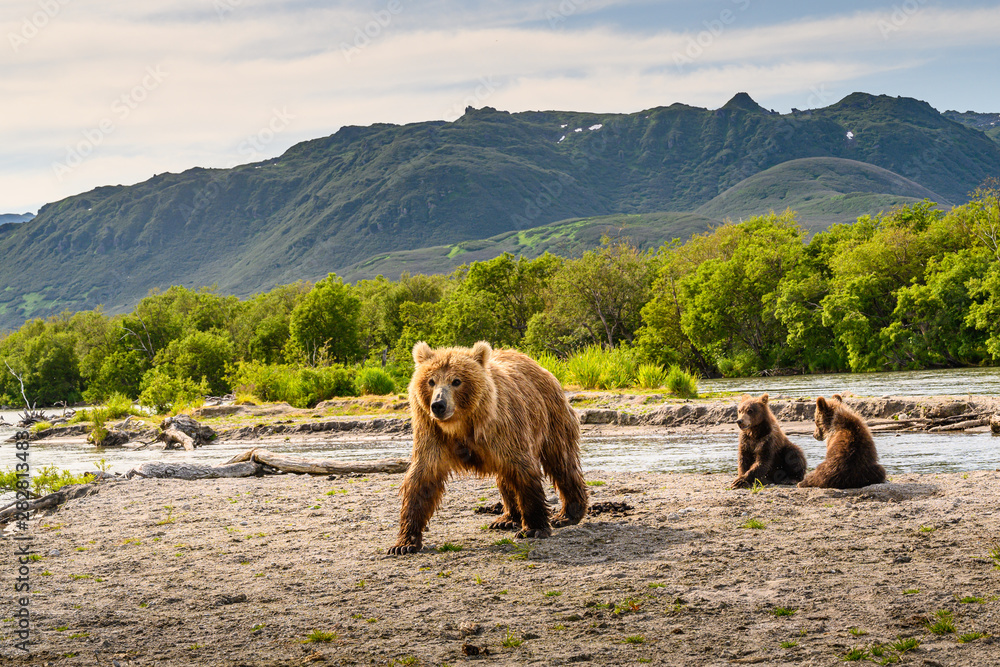 Ruling the landscape, brown bears of Kamchatka (Ursus arctos beringianus) - obrazy, fototapety, plakaty 