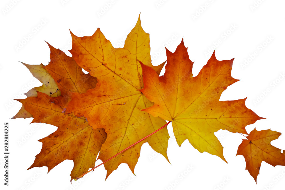 closeup red dry maple leaves on a white background closeup red dry maple leaves on a white background