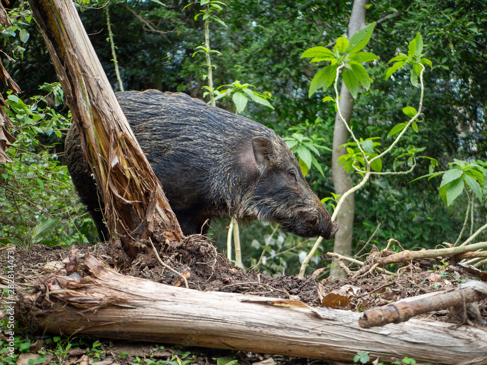 Wild boar at Victoria Peak in Hong Kong Wild boar at Victoria Peak in Hong Kong