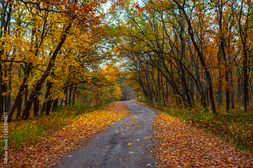 ground road through the autumn park alley