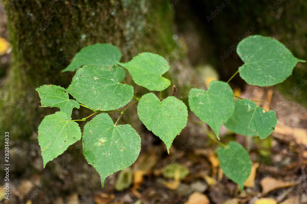 Fototapeta premium Feuilles