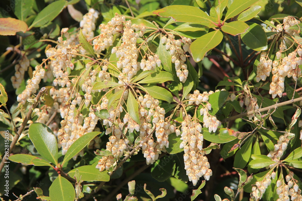 たくさん花を咲かせたアセビ(宮城県)